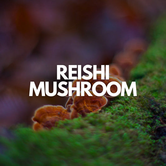 Reishi Mushroom and Sleep: The Calm Nervous System You've Been Missing
