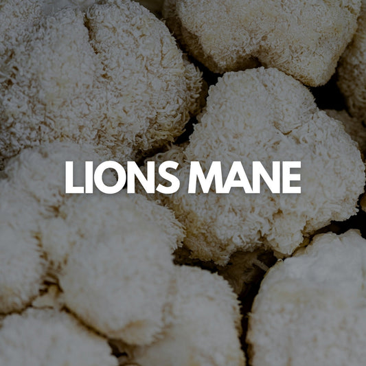 Lion's Mane and Brain Fog: Does It Actually Work?